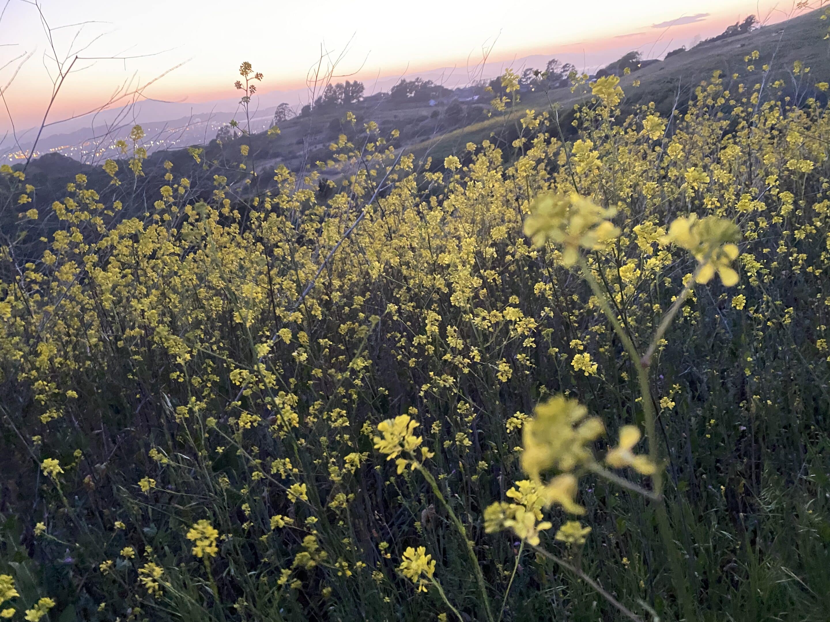 Art Therapy and Trauma Therapy in Berkeley